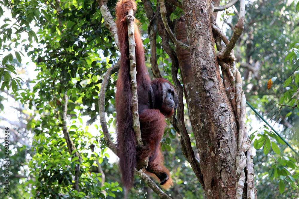 Obraz premium Borneo-Orang-Utan (Pongo pygmaeus) - Semenggoh Borneo Malaysia Asia