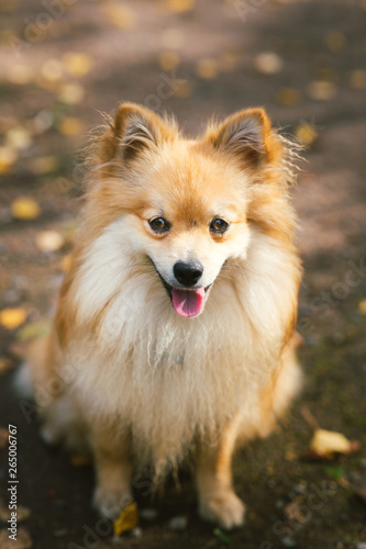 Beautiful pomeranian spitz orange color. Nice friendly dog pet on country road in the park in the autumn season.