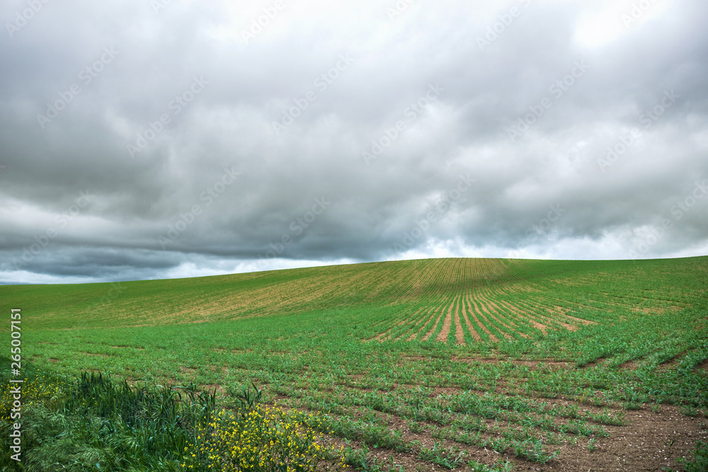 Agricultural field planted with cereals,  cloudy weather in spring