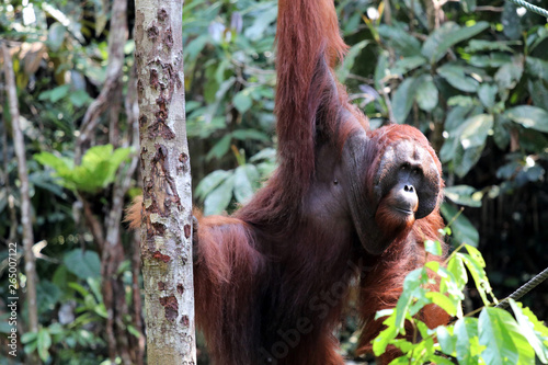 Borneo-Orang-Utan  Pongo pygmaeus  - Semenggoh Borneo Malaysia Asia