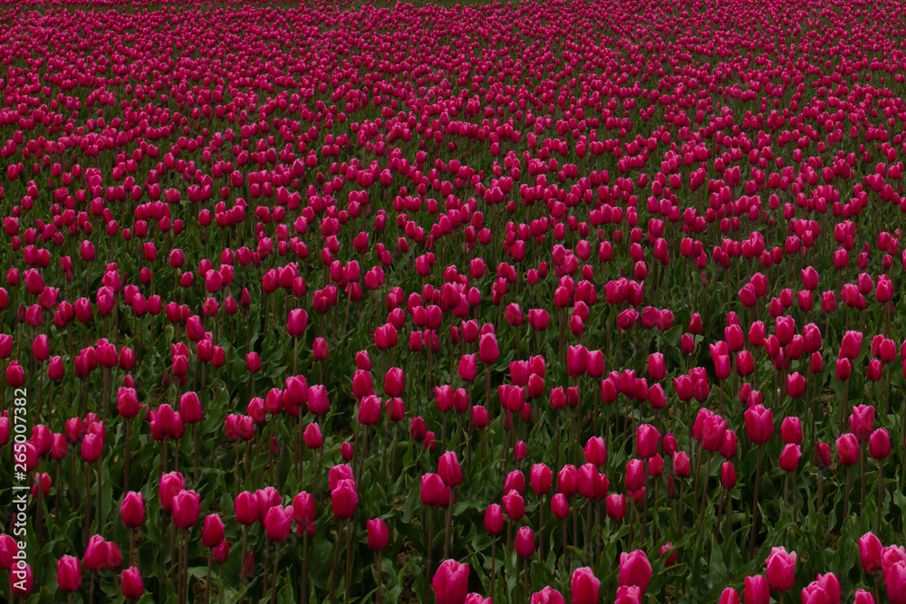 field of tulips