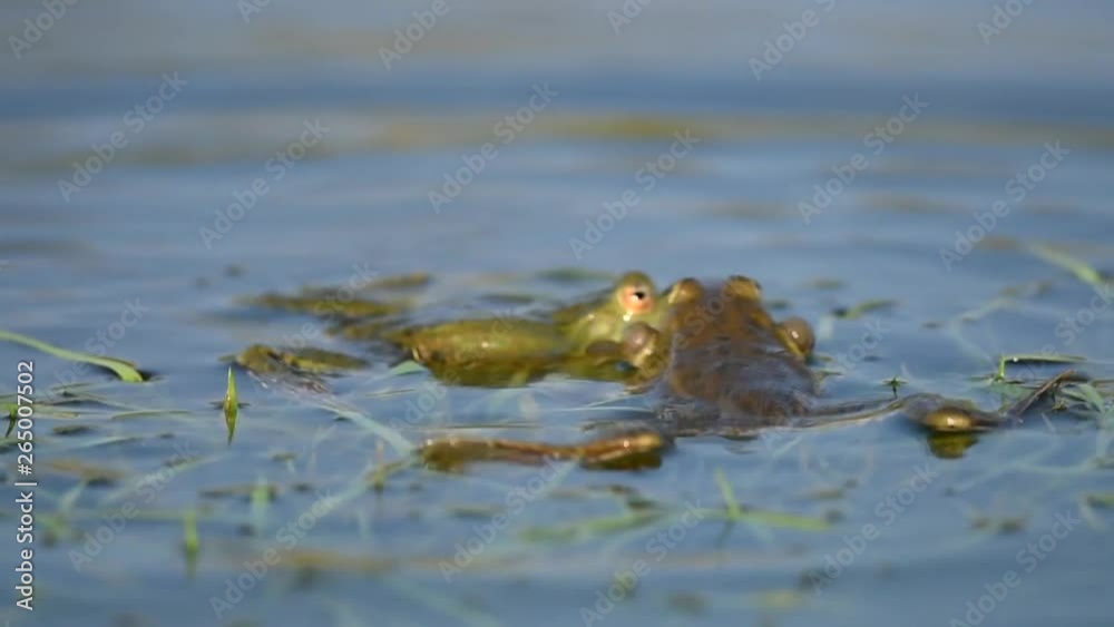 Green Marsh Frog croaking and mating in the pond. Pelophylax ridibundus. Green Marsh Frog croaking and mating in the pond. Pelophylax ridibundus.