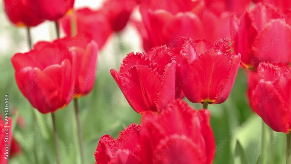 Flowerbeds of star tulips tulips in the springtime. Close up, selective focus. Full HD video 59.94 fps