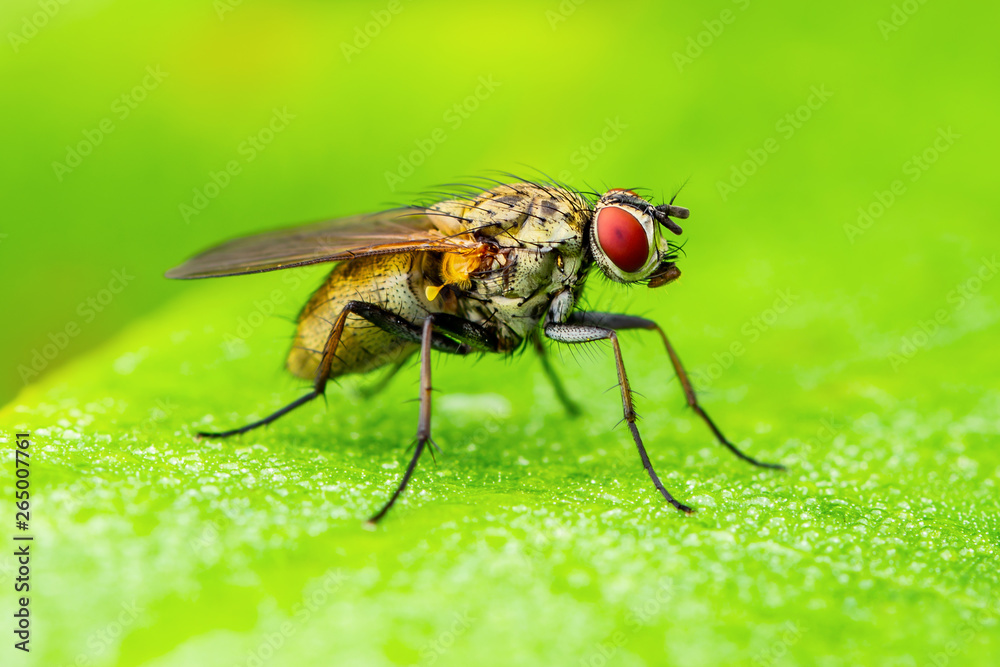 Exotic Drosophila Fruit Fly Diptera Parasite Insect on Plant Leaf Exotic Drosophila Fruit Fly Diptera Parasite Insect on Plant Leaf