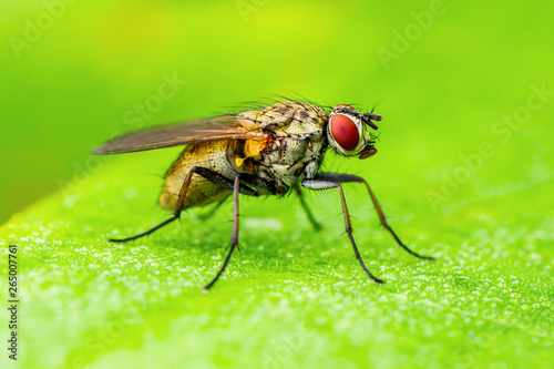 Exotic Drosophila Fruit Fly Diptera Parasite Insect on Plant Leaf