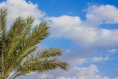 palm tree green branches on a blue sky with white clouds background, park outdoor wallpaper pattern from south tropic countries wallpaper pattern, copy space
