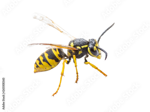 Yellow Jacket Wasp Insect Isolated on White Background © nechaevkon