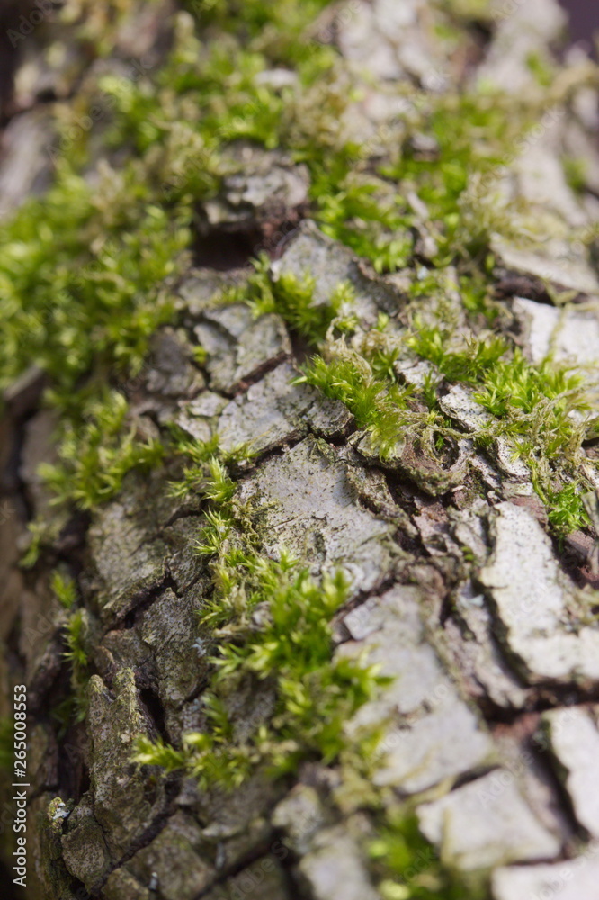 Close up an old tree bark with copyspace Close up an old tree bark with copyspace
