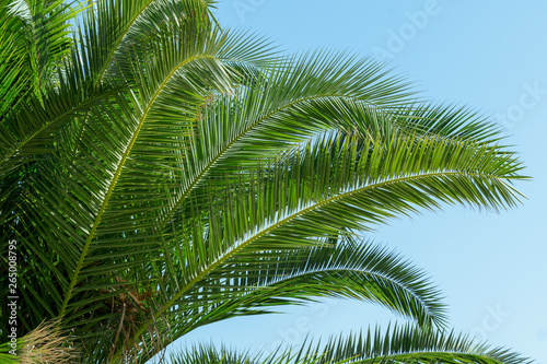 Palm tree on blue sky background. Summer vacation concept