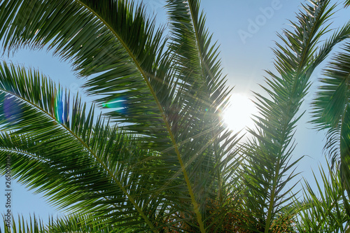 Palm tree with sun rays and blue sky background. Summer vacation concept