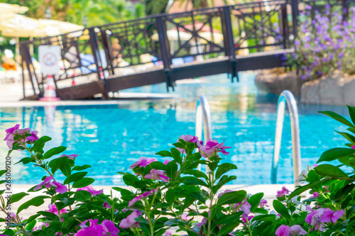 Fototapeta Naklejka Na Ścianę i Meble -  Summer background. Green tree leaves and flowers. Vacation concept. Summer holidays background. Swimming pool. Vivid HDR photo