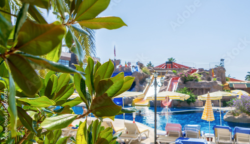 Summer background. Green tree leaves and flowers. Vacation concept. Summer holidays background. Swimming pool. Vivid HDR photo