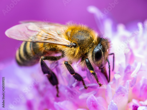 Honey Bee Insect Pollinating Clover Flower