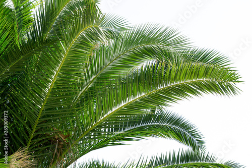 Palm tree isolated on white. Summer vacation concept