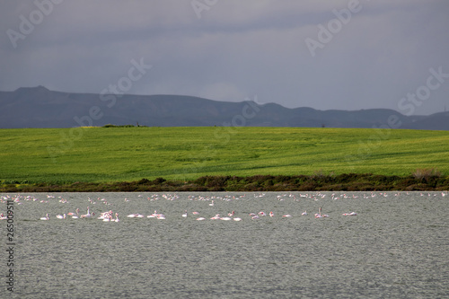 Salt lake and flamingos in Larnaca, Cyprus