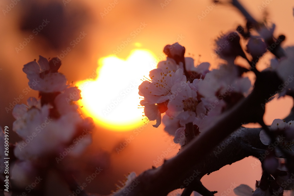 Sun and blooming apricot
