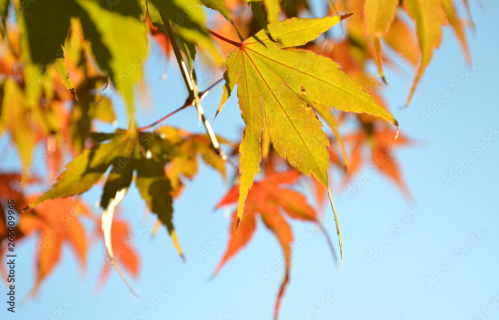 Herbstblätter in der Abendsonne vor blauen Himmel Herbstblätter in der Abendsonne vor blauen Himmel