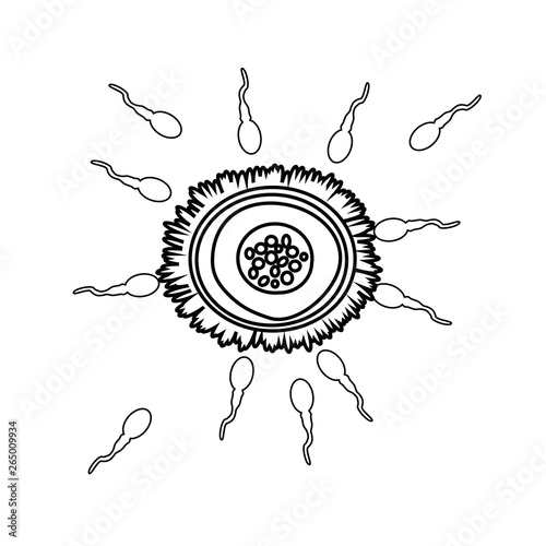 Ovum, sperm black silhouette. Fertilization. Conception. Skeytch. Linear icon. Vector