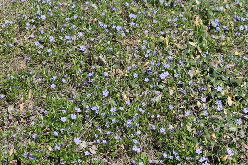 Ground cover with dense growth of Dwarf periwinkle or Vinca minor with blue flowers and green leaves
