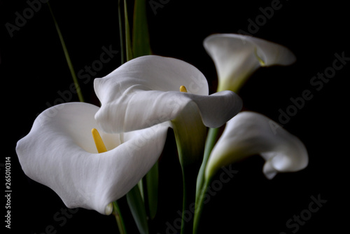 Bild auf Leinwand White calla, beautiful exotic flower, against dark background, close up