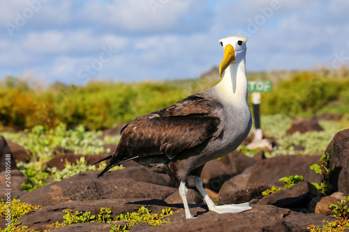 Waved albatross on Espanola Island, Galapagos National park, Ecuador