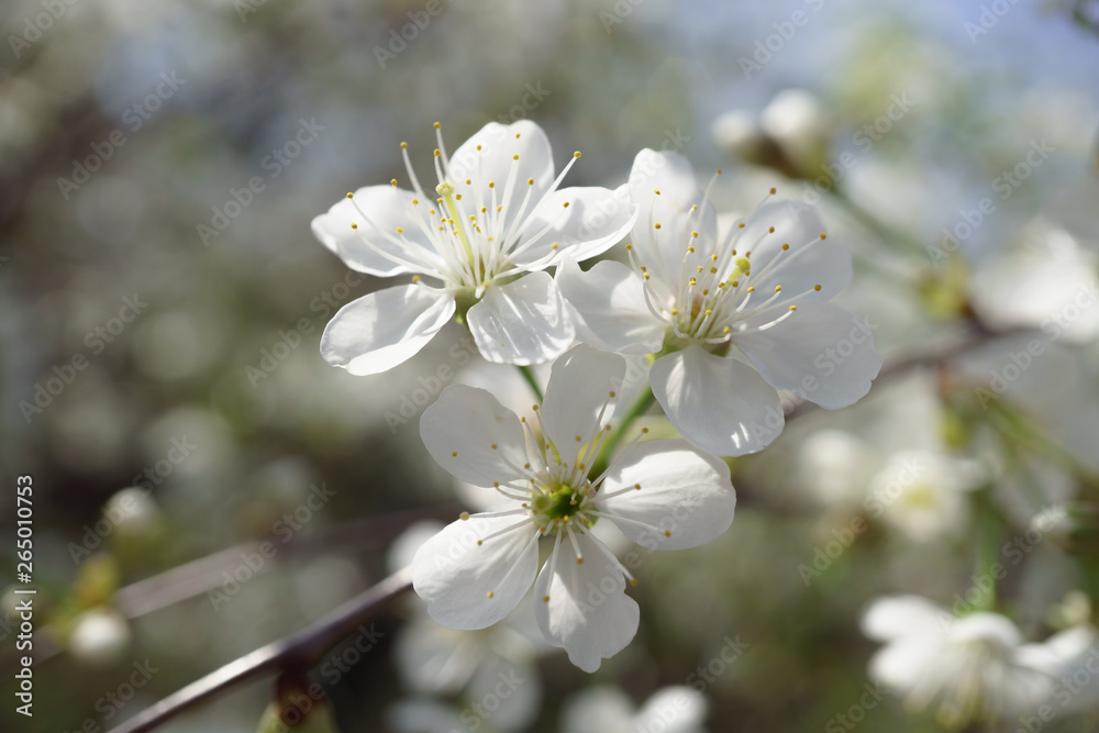 Cherry blossoms in berry garden on a sunny day