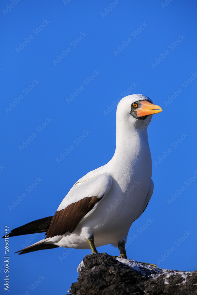 Nazca booby on Espanola Island, Galapagos National park, Ecuador. Nazca booby on Espanola Island, Galapagos National park, Ecuador.