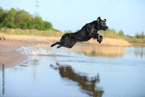 Labrador springt ins Wasser © KrischiMeier