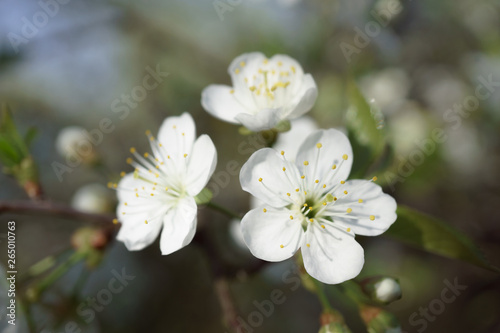 Cherry blossoms in berry garden on a sunny day