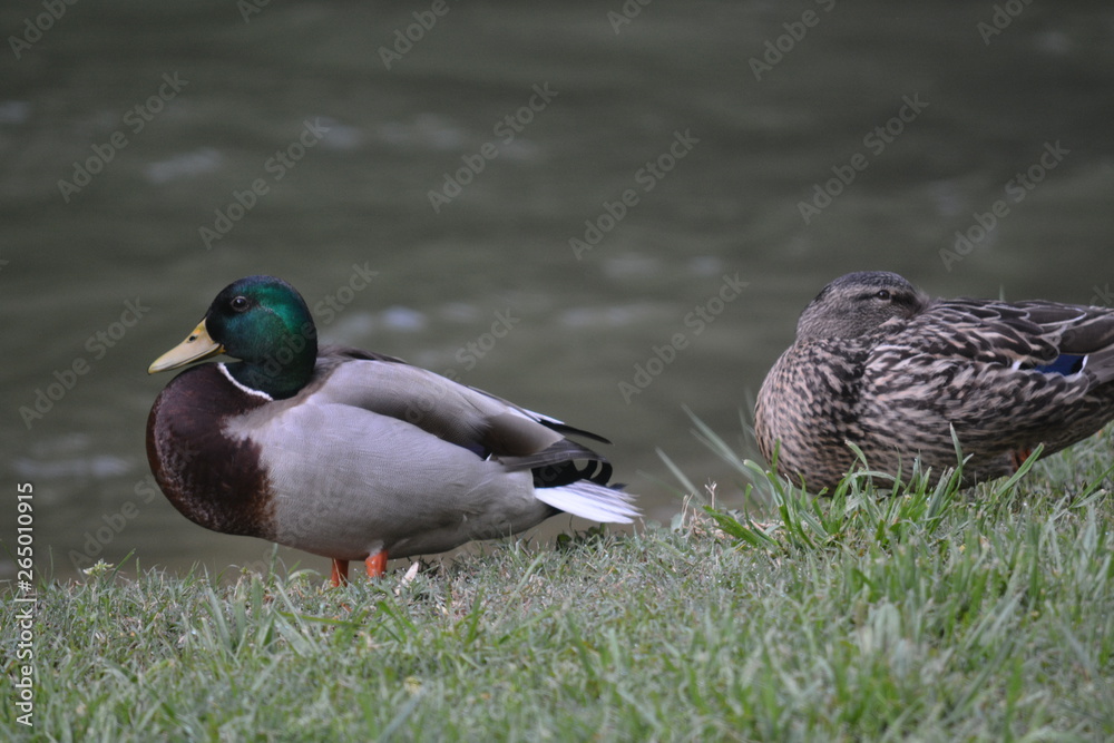 Obraz premium Mallards by the water