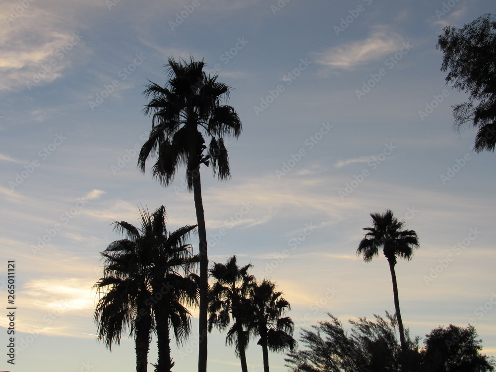 View of silhouettes of palm trees at sunset in Scottsdale, Arizona 