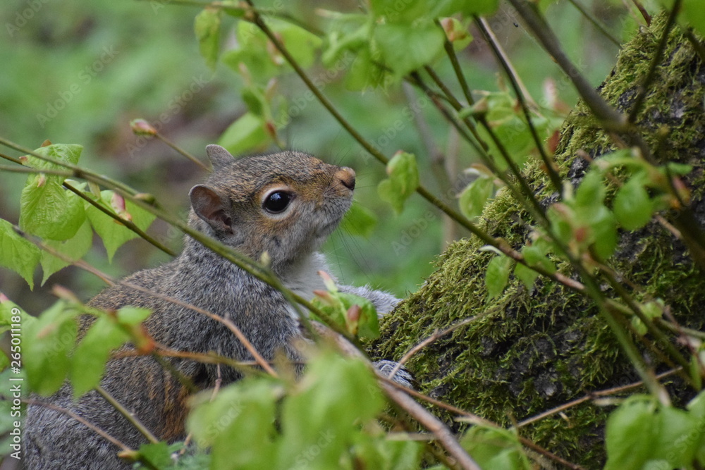 Fototapeta premium squirrel in the park