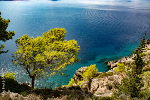 Fototapeta Naklejka Na Ścianę i Meble -  Cedr na tle błękitnego oceanu. Krajobraz rajski