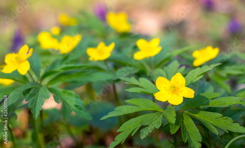 Yellow anemones during flowering in the early spring_