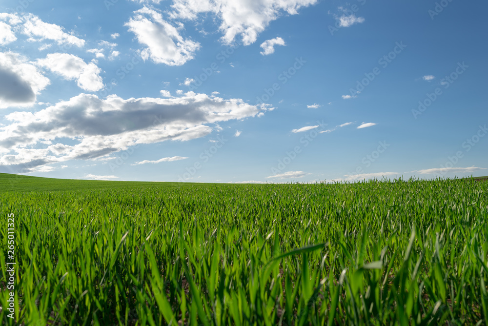 Campo de cultivo verde intenso y un bonito cielo azul con nubes. Primavera. Campo de cultivo verde intenso y un bonito cielo azul con nubes. Primavera.