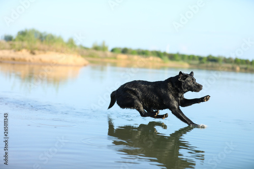 Labrador springt ins Wasser © KrischiMeier