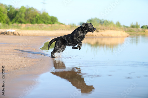 Labrador springt ins Wasser