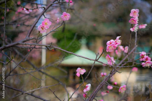 Sakura in Tokyo 