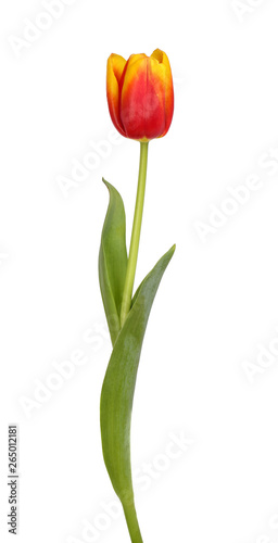 Fototapeta Naklejka Na Ścianę i Meble -  Beautiful red and yellow tulip