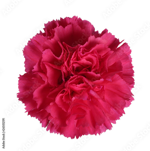 Beautiful red carnation flower © m_a