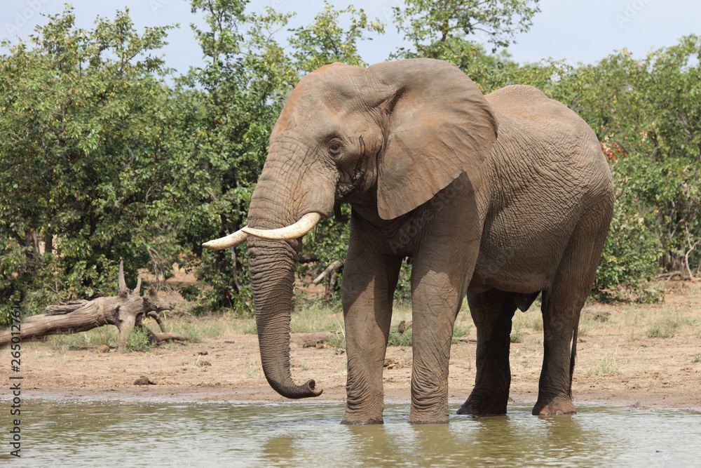 Obraz premium Słoń afrykański / słoń afrykański / Loxodonta africana