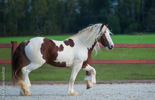 Irish cob stallion photo