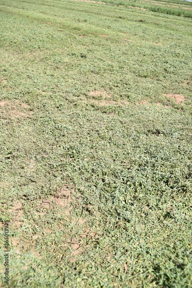 Arizona mowed fresh alfalfa field ready for baling Arizona mowed fresh alfalfa field ready for baling