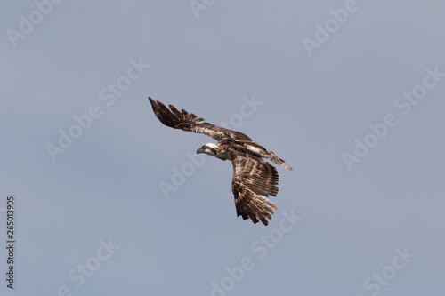 Osprey in a Marsh in Florida