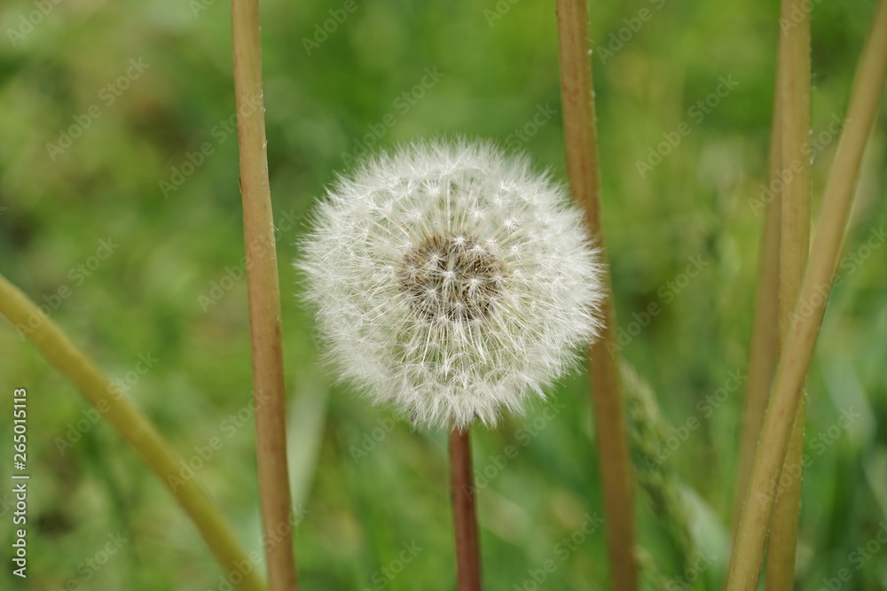 Closeup of wild dandelion head with all seeds still present