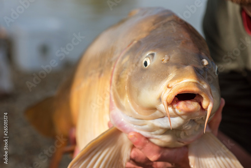 Live carp in fisherman hands. Fishing concept.