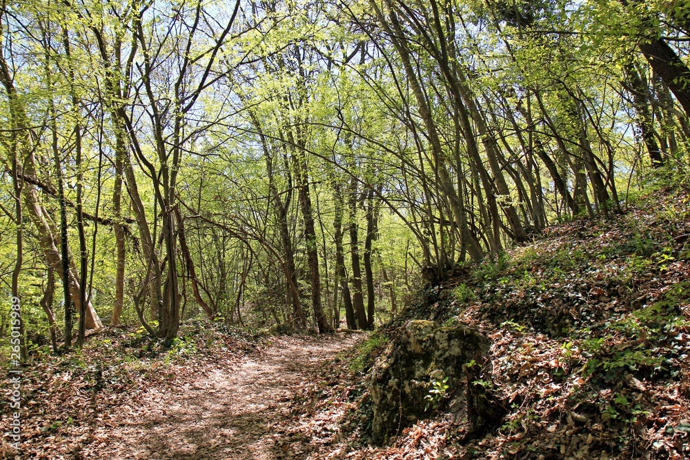 Spring forest in the natural Park Spring forest in the natural Park