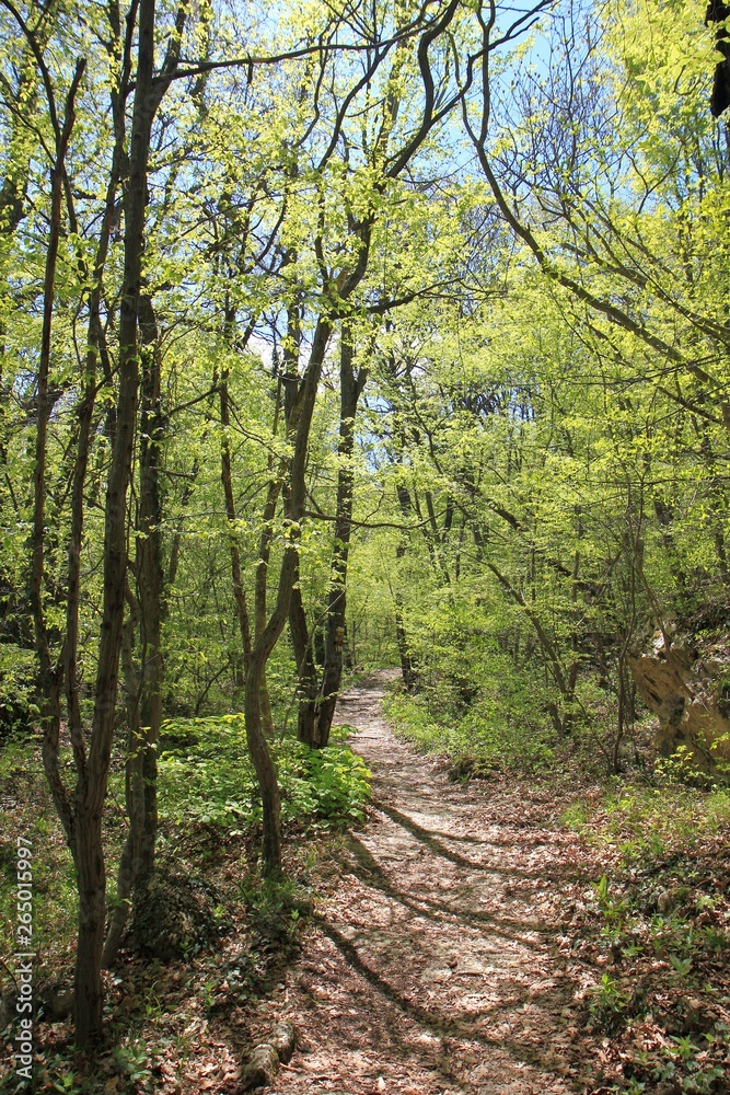 Spring forest in the natural Park 