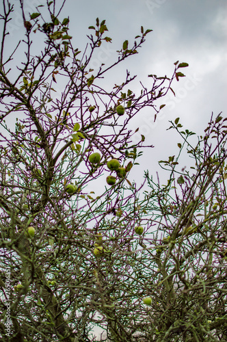 The clouds in the sky and tree with green leaves below.