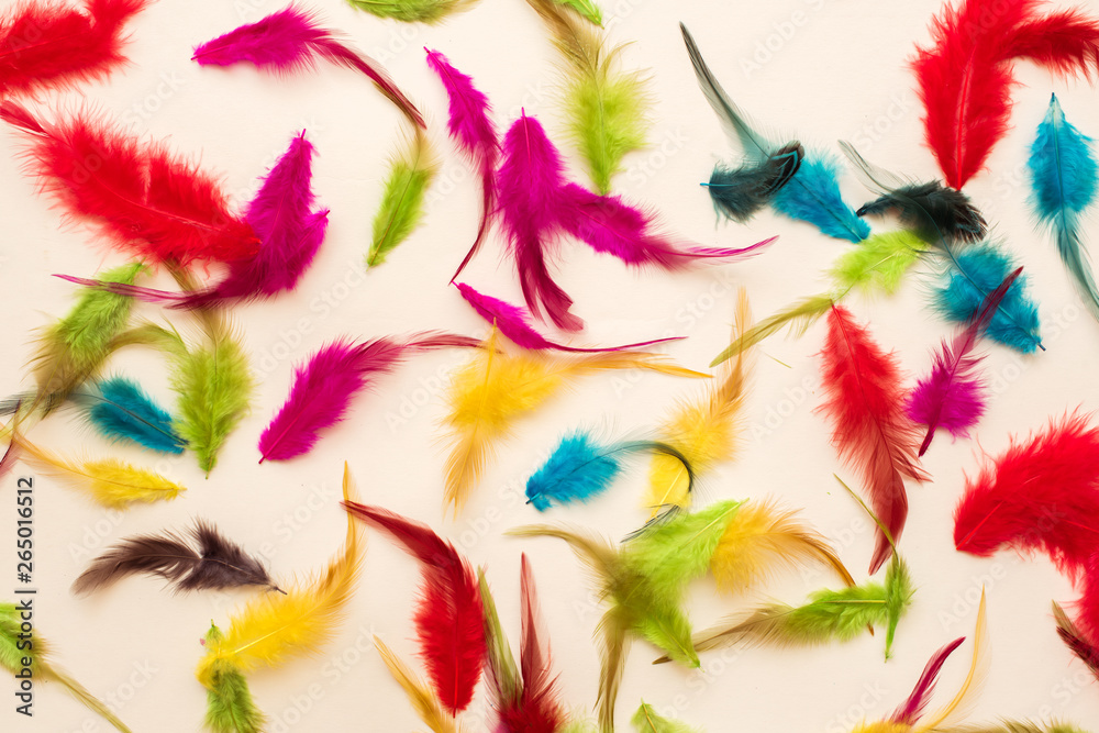 Beautiful colorful feathers on white background